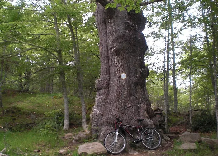 Apartamento Rosales *